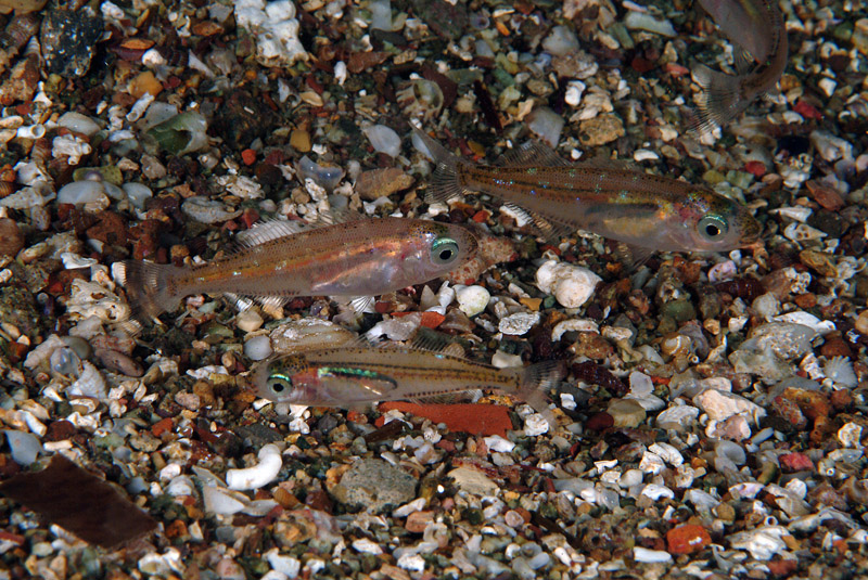 juvenile Sarpa salpa